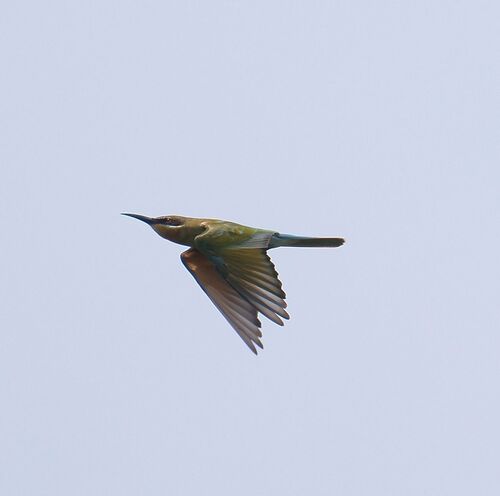 Merops philippinus observed 2026-10-27
