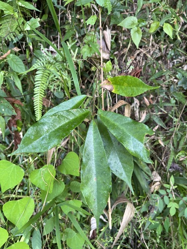 Ficus formosana observed 2026-10-09