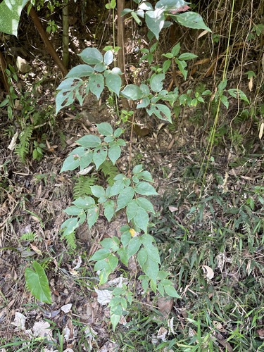 Nekemias cantoniensis, 2026-10-09