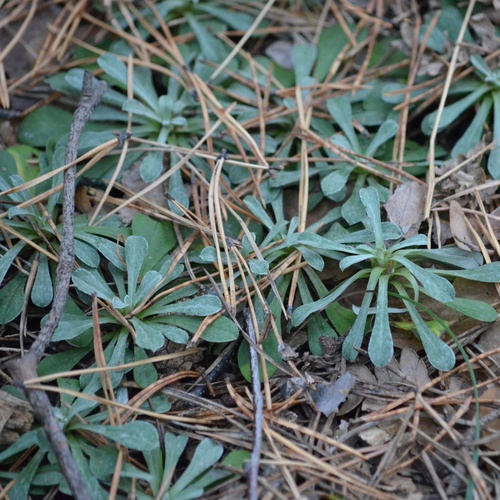 Antennaria observed 2026-10-27