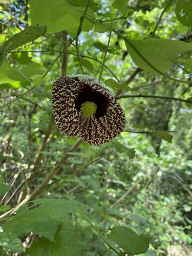 Aristolochia observed 2026-10-27