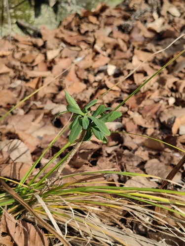 Daphne pseudomezereum observed 2026-10-24