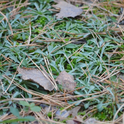 Antennaria observed 2026-10-27