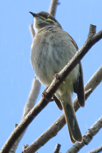 Caligavis chrysops, 2026-10-27