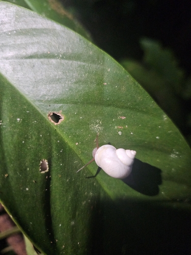 Leptopoma vitreum, 2026-10-27