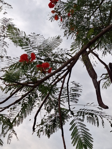 Delonix regia observed 2026-10-26