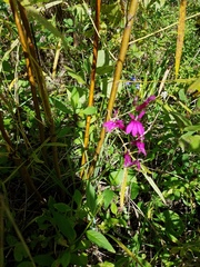 Lobelia × speciosa
