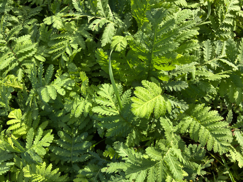 Tanacetum vulgare observed 2026-10-27