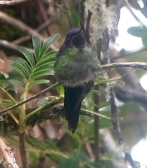 Ramphomicron microrhynchum