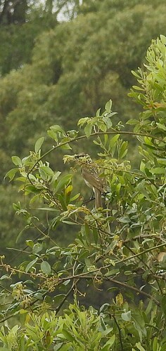 Sericulus chrysocephalus observed 2026-10-27