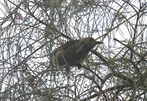 Sericulus chrysocephalus observed 2026-10-27