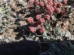 Sedum furfuraceum
