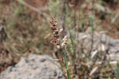 Urochloa observed 2026-10-27