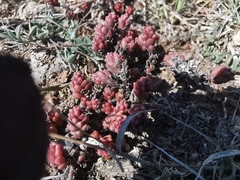 Sedum furfuraceum