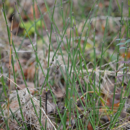 Equisetum hyemale observed 2026-10-27