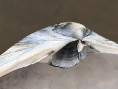 Mactromeris catilliformis