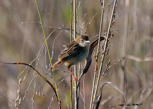 Cisticola juncidis, 2026-10-26