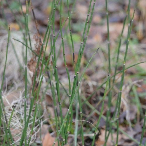 Equisetum hyemale observed 2026-10-27