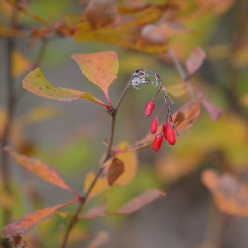 Berberis vulgaris observed 2026-10-27