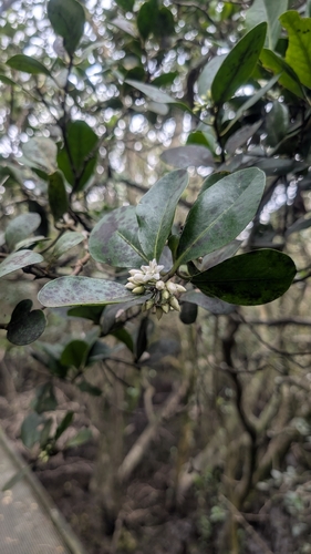 Aegiceras corniculatum observed 2026-10-27