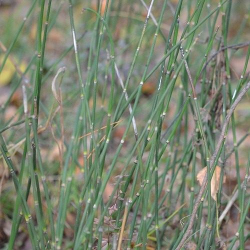 Equisetum hyemale observed 2026-10-27