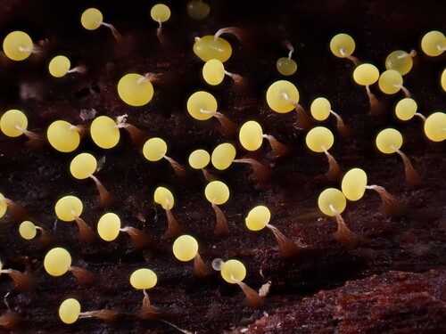 Physarum viride observed 2026-10-27
