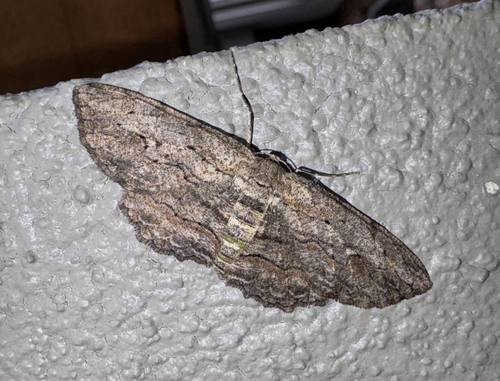 Tephrosia observed 2026-10-27