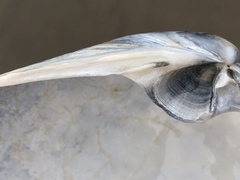 Mactromeris catilliformis