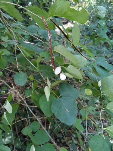 Symphoricarpos albus, 2026-10-27