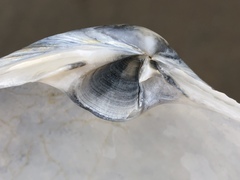 Mactromeris catilliformis