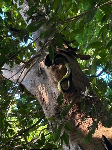 Dendrelaphis observed 2026-10-27