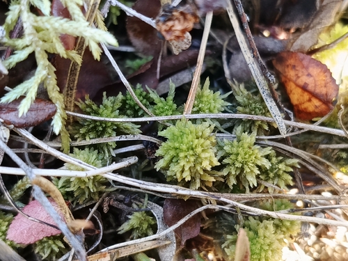Sphagnum observed 2026-10-27