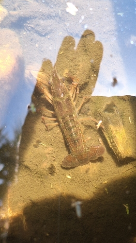 Procambarus clarkii observed 2026-10-27