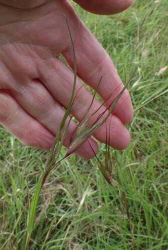 Themeda triandra observed 2026-10-27