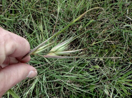 Themeda triandra observed 2026-10-27