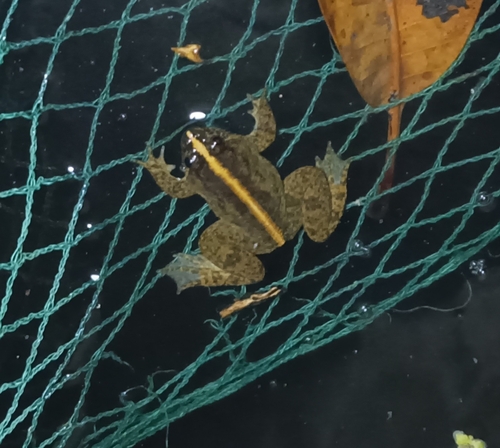 Occidozyga laevis observed 2026-10-27