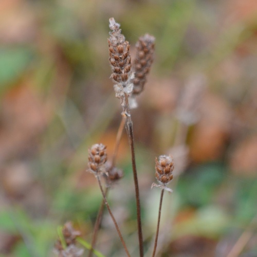 Prunella, 2026-10-27