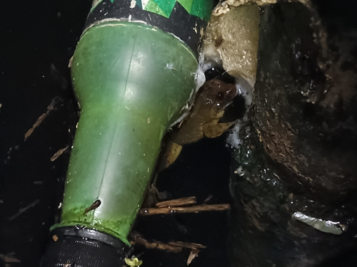 Occidozyga laevis observed 2026-10-27