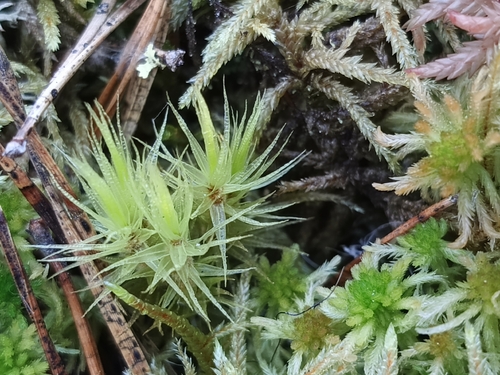 Dicranum polysetum observed 2026-10-27