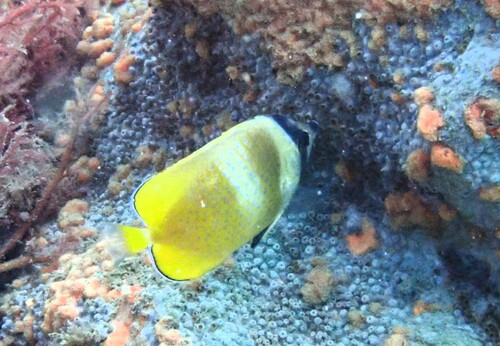 Chaetodon kleinii observed 2026-10-19