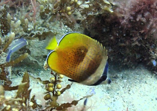 Chaetodon kleinii observed 2026-10-19
