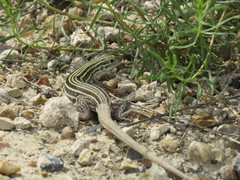 Aspidoscelis laredoensis