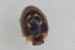 Clitostethus arcuatus