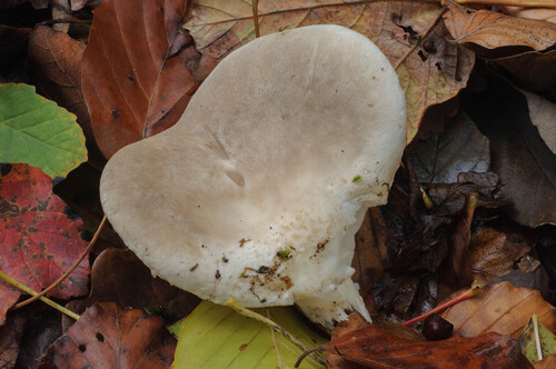 Dryinus observed 2026-10-26