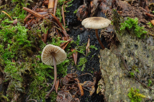 Marasmius observed 2026-10-26