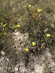 Oenothera macrocarpa