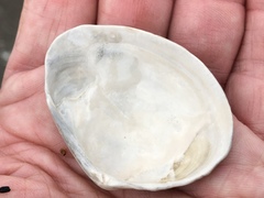 Macoma