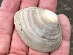 Macoma