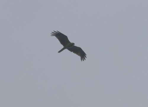 Haliastur sphenurus observed 2026-10-27