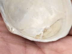 Macoma